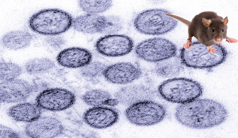 HantaVirus